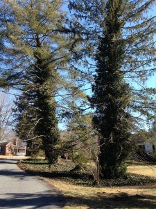 Outside a Lexington home, trees grow covered by English ivy - a non-native vine used in landscaping.