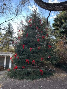 Christmas tree on Hopkins Green.