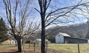 Street view of homes in the Midland Trail area.